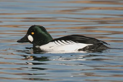 Обыкновенный гоголь (Bucephala clangula). Птицы Европейской России.