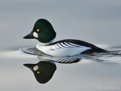 Фотокаталог птиц: Обыкновенный гоголь (Bucephala clangula)