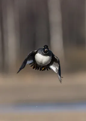 Обыкновенный гоголь (Bucephala clangula). Птицы Европейской России.