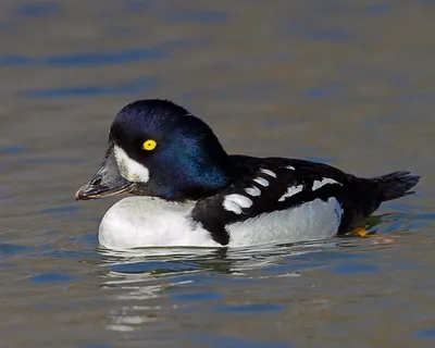 Гоголь (Bucephala clangula). Птицы Казахстана.