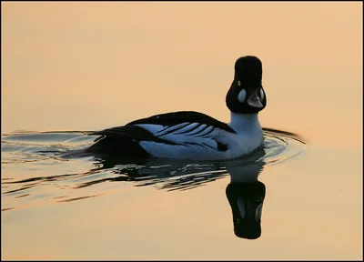 Гоголь (Bucephala clangula). Птицы Сибири.