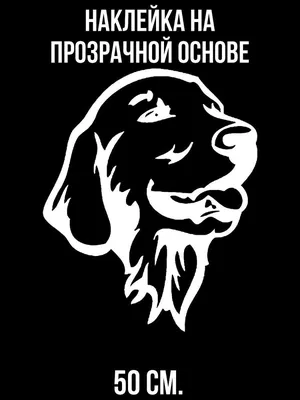 Роскошная голден собака в светящейся шерсти: изображение в высоком разрешении для скачивания