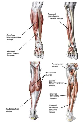 [72+] Голень ноги человека фото фото