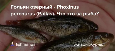 Гольян озерный (Rhynchocypris percnurus) | FishingBY.com