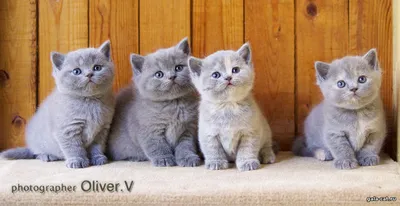Russian blue kittens and cats / Русские голубые коты и котята | Baranovichi