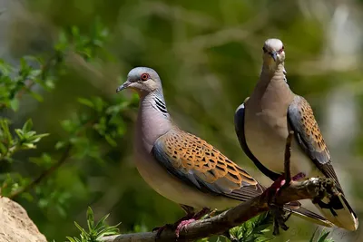 Большая горлица - eBird