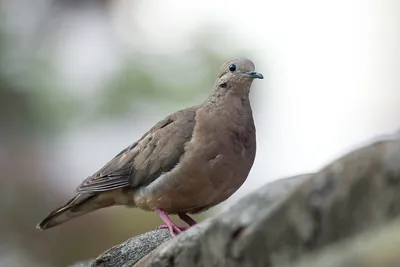 Laughing dove - YouTube