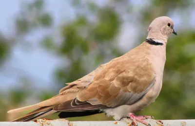 Кольчатая горлица (Животный мир Восточно- Казахстанской Области) ·  iNaturalist