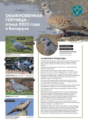 Горлица птица Дикий голубь Горлица кольчатая 🕊🐦 | Горлица, Дикие, Черные  кольца