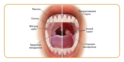 Горло человека (33 фото)