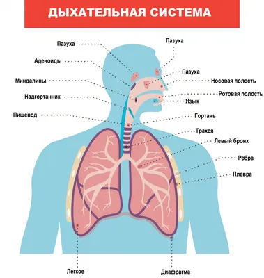 В горле человека могут завестись черви - Hi-News.ru