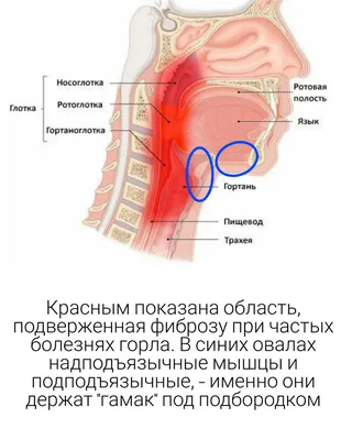 Гинекомастия у мужчин: причины и лечение - Медицинский центр «ПУТЬ К  ЗДОРОВЬЮ» в Колпино