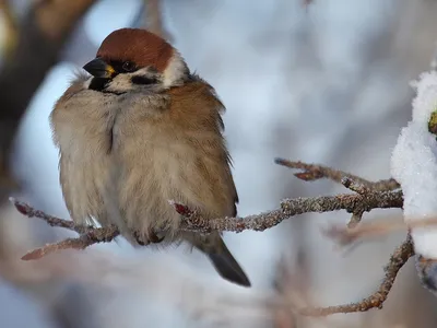 городские птицы | Wild Nature Photo