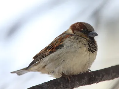 городские птицы | Wild Nature Photo