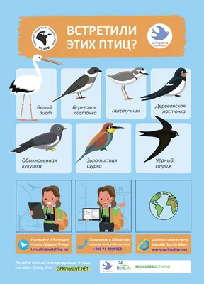 Город Москва - 🐦А каких из этих птиц вы видели в Москве?... | Facebook