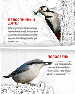 Программа птицы Москвы и Подмосковья | Атлас птиц Москвы