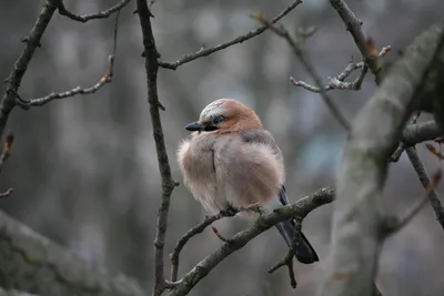 Городские птицы