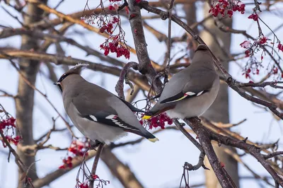 Городских птиц в Норильске становится больше