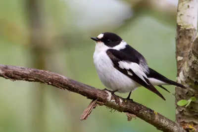 Ученые выяснили, почему городские птицы начали петь и по ночам