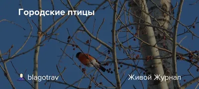 Городские Птицы: последние новости на сегодня, самые свежие сведения |  e1.ru - новости Екатеринбурга