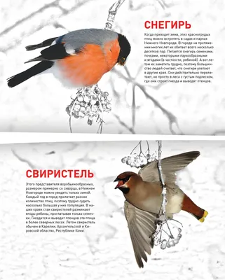 Городские Птицы — стоковая векторная графика и другие изображения на тему  Птица - Птица, Векторная графика, Иллюстрация - iStock
