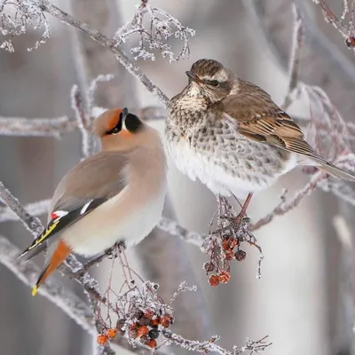 7 интересных видов птиц, прилетающих в города зимой | Приключения  натуралиста | Дзен