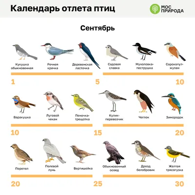Перечислены любимые места городских птиц зимой - Мослента