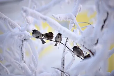 Городских птиц в Норильске становится больше