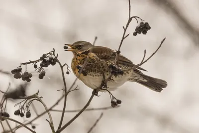 Как правильно подкармливать птиц зимой - 12 ноября 2020 - nn.ru