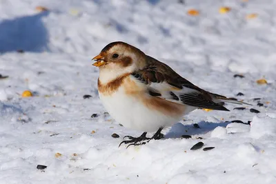 В Беларусь на зимовку: какие птицы прилетают к нам, чтобы переждать холода  | Планета Беларусь