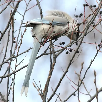 Зимние птицы Петербурга | Прогулки по городу