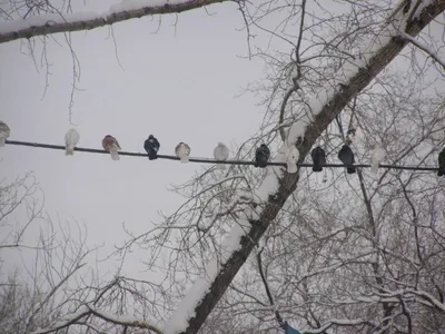 Серый голубь сидит в фидере с крышей. Питания городские птицы зимой с  мягкой погодой Стоковое Фото - изображение насчитывающей орнитология, парк:  207768700