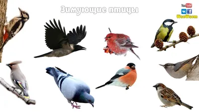 Какие птицы прилетают на зиму в Беловежскую пущу. Посмотрим?