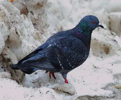 Свиристель. | Зимой свиристели городские птицы. | Вадим Михайлин | Flickr