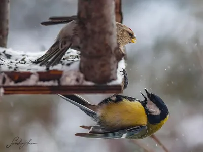 Зимующие птицы. Детям про птиц зимой. - YouTube