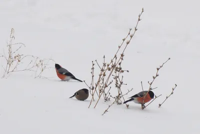 Чем кормить городских птиц зимой