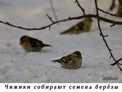 Птицы города Новосибирска и Академгородка