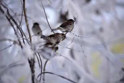 Птицы Алматы: где и как лучше за ними наблюдать