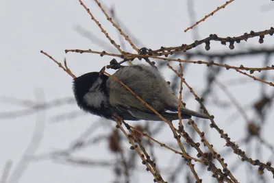 Городские птицы: зима | Пикабу