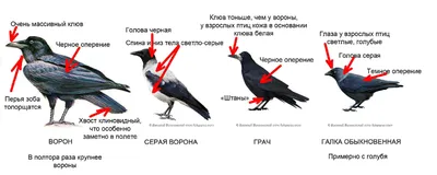 Летопись природы on X: \"Зимующие птицы: ВОРОН, ВОРОНА,ГАЛКА, ГРАЧ. Вот как  их отличить. http://t.co/PduA2UId\" / X