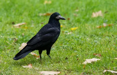 Грач - Corvus frugilegus - Rook | Москва, Царицыно | Svetlana Golovanova |  Flickr