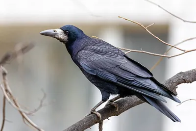 Грач (Corvus frugilegus). Птицы Европейской России.