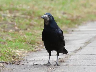 Грач (Corvus frugilegus). Птицы Европейской России.