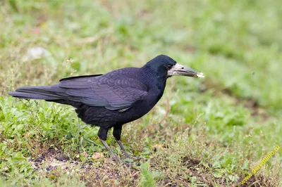 Грач Corvus frugilegus Rook