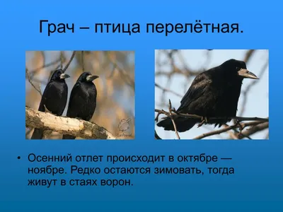 PPT - ГРАЧ - ПТИЦА ПЕРЕЛЁТНАЯ. PowerPoint Presentation - ID:6584376