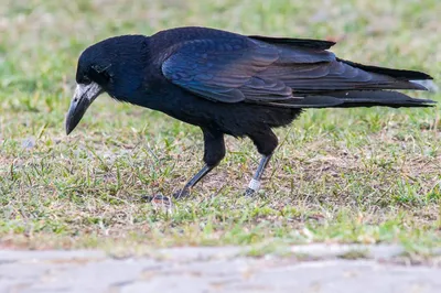 Грач (Corvus frugilegus). Птицы Беларуси.