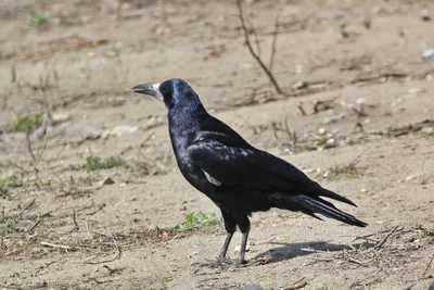 Грач (Corvus frugilegus). Птицы Сибири.