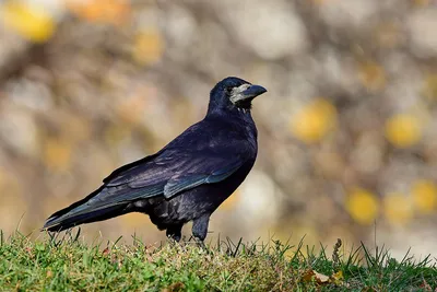 Грач, Corvus frugilegus frugilegus, Rook | Москва, Коломенск… | Oleg  Nabrovenkov | Flickr