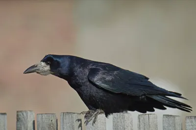 Грач (Corvus frugilegus). Птицы Сибири.