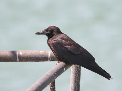 Грач (Corvus frugilegus). Птицы Казахстана.